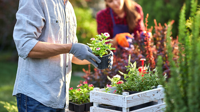 Garten, Pflanzen und Kräuter Mann und Frau beim Blumen und Kräuter pflanzen