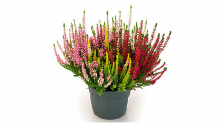 Calluna vulgaris Beauty Lady®Quattro - Pflanze des Monats Oktober Impression #1