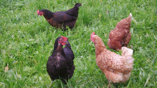 Vier Hühner im Gras.