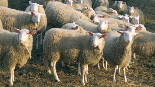 Mehrere Schafe auf der Weide.