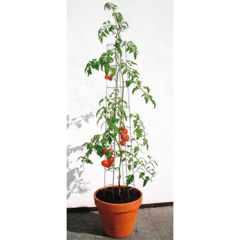 Belissa Tomatensäule 120 cm
