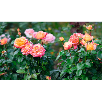 Nostalgie Rose