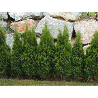 Smaragd Thuja 60/80