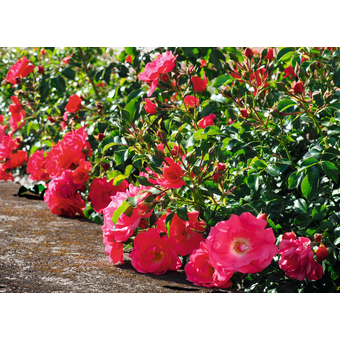 Rosen Flower Carpet