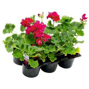 Balkonpflanzen Pelargonien 6er-Tray