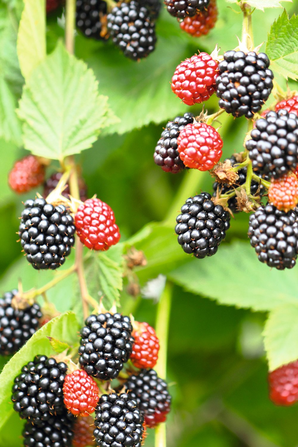 Brombeeren Lagerhaus Salzburg