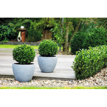 Ilex Kugel Robustico Ø 30 - 35 cm