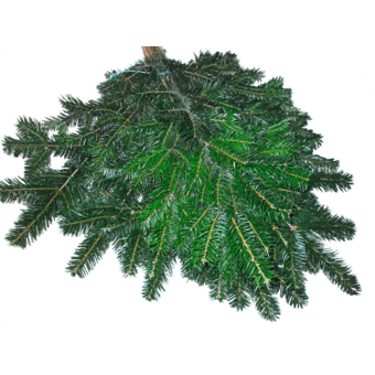 Reisig Nordmanntanne Ca. 2 kg Bund