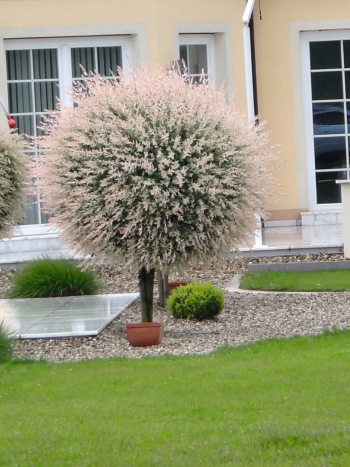Weidenstämmchen Salix Hakuro Nishiki 80 cm