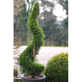Zypresse »Spirale« 160/180 cm