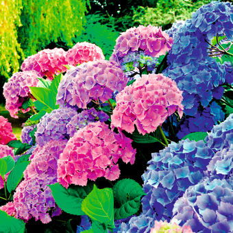 Bauernhortensie