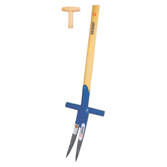 Ampferstecher