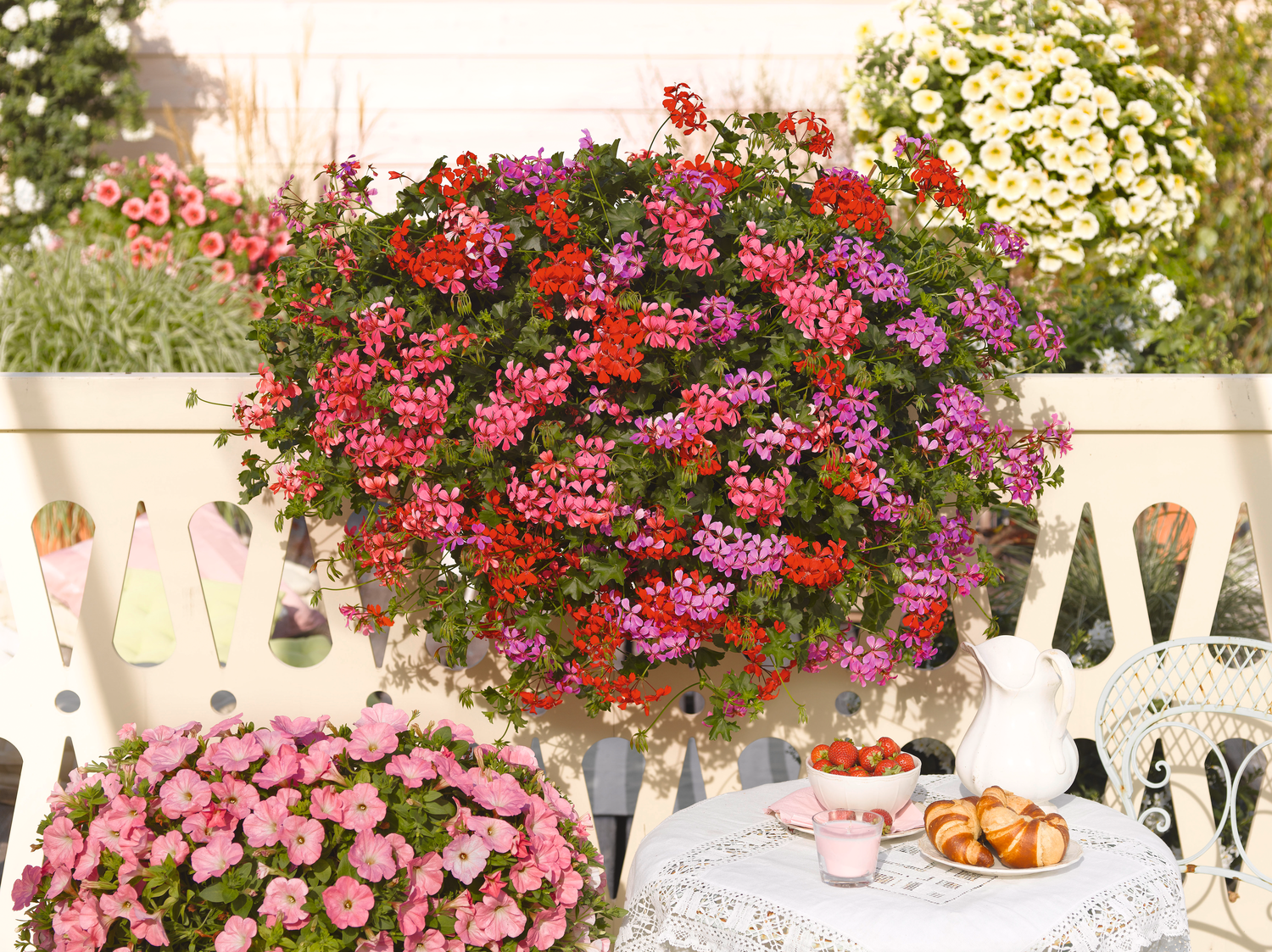 Balkonblume Pelargonie Lagerhaus Salzburg