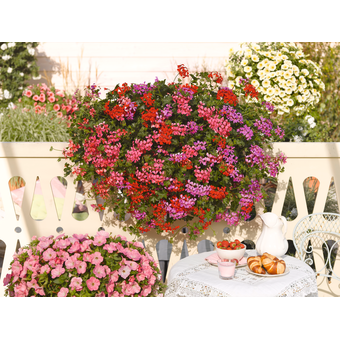 Balkonblume Pelargonie 