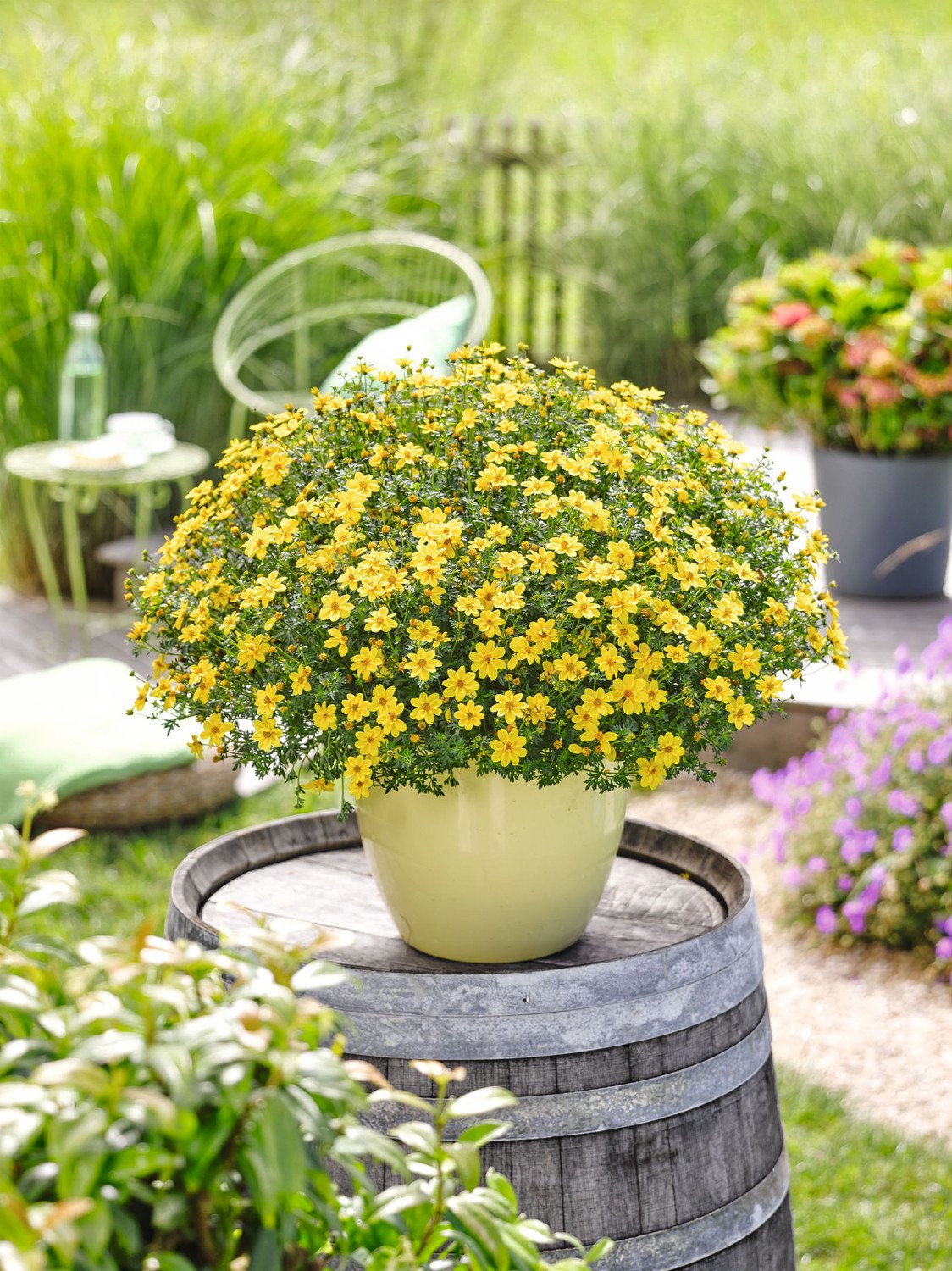 Balkonblume Bidens | Lagerhaus Salzburg