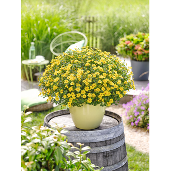 Balkonblume Bidens