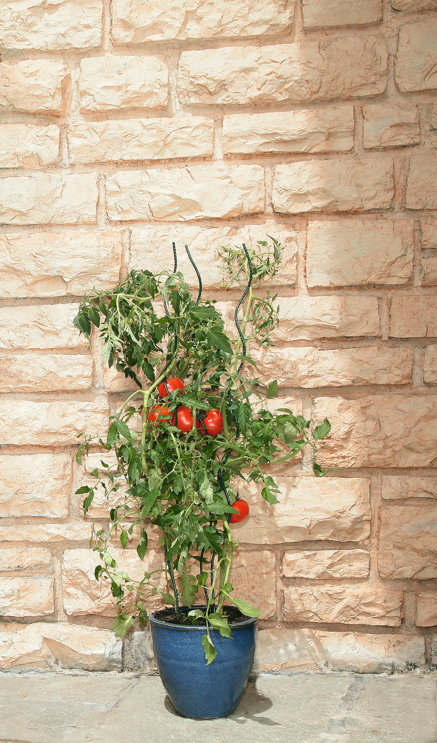 TomatenPflanzstab Spirale 1,8 m Lagerhaus Salzburg