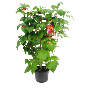 Himbeeren