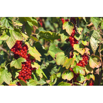 Johannisbeeren