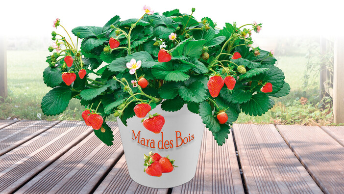 Erdbeere „Mara des Bois“ - Pflanze des Monats Juli Impression #1