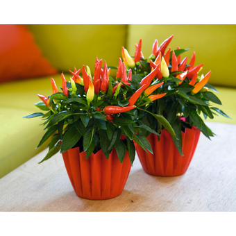 Bio Chili Pflanze Feuerküsschen