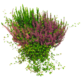 Herbstschale Skylife 19 cm