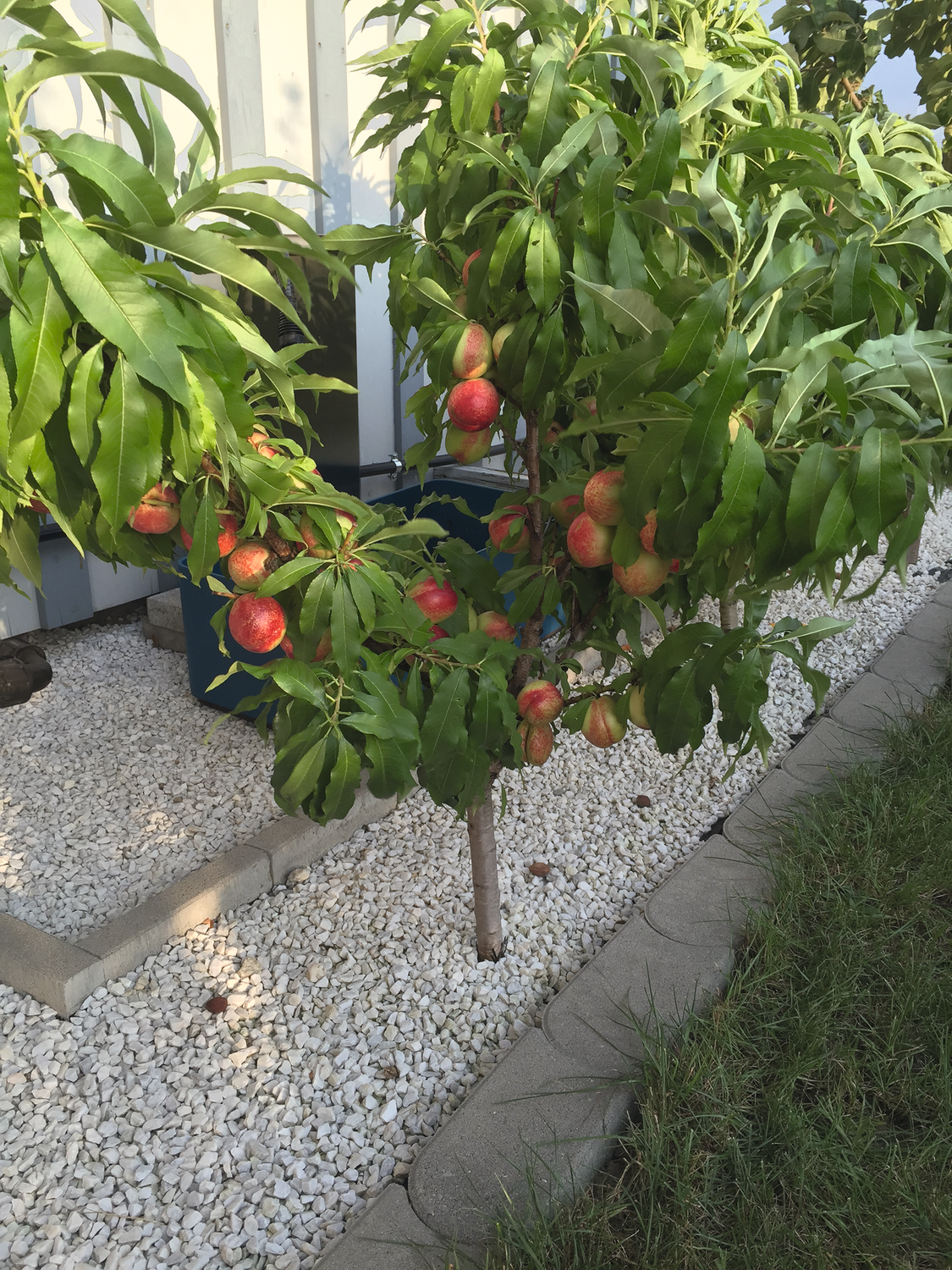 Zwergobst Lagerhaus Salzburg