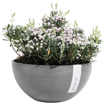 Schale Brüssel Grau Ø 34 x H 14 cm