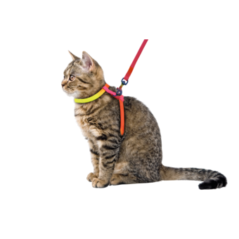 Katzengeschirr Rainbow