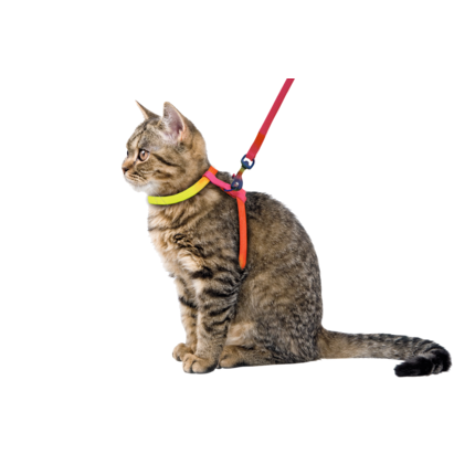 Katzengeschirr Rainbow
