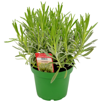 Lavendel