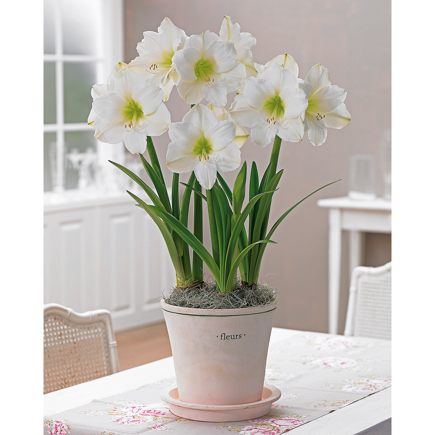 Amaryllis Christmas Gift Weiß | Lagerhaus Salzburg