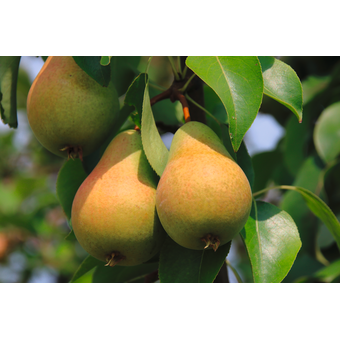 Obstbaum Birne Harrow sweet
