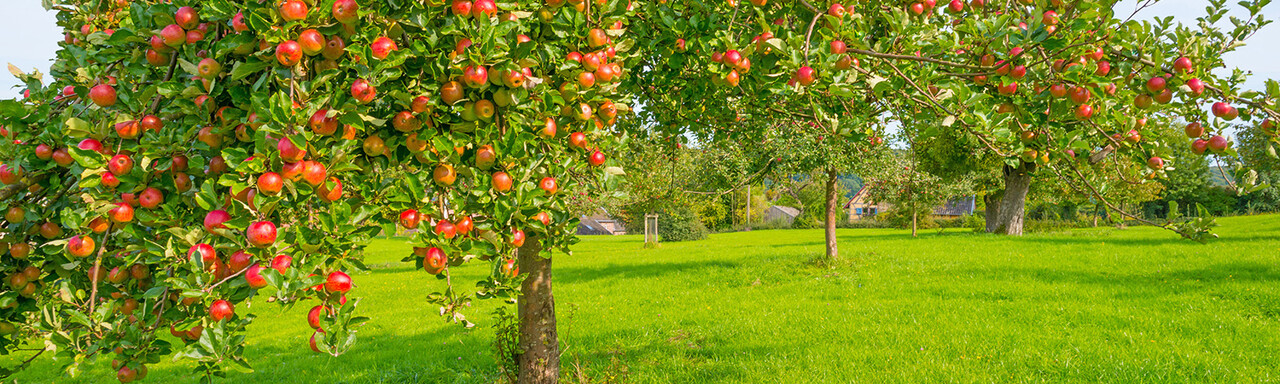 Empfehlungen des Salzburger Landesverbands für Obst- & Gartenbau