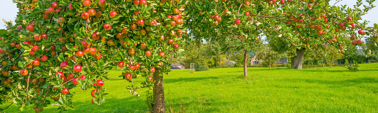 Apfelbäume Empfehlungen des Salzburger Landesverbands für Obst- & Gartenbau