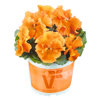 Viola Stiefmütterchen Orchideenblütig ®