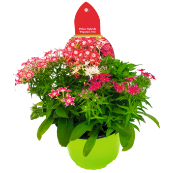 Flammenblume Phlox
