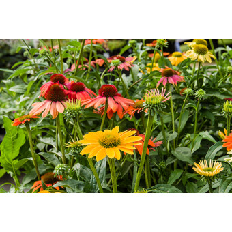 Echinacea / Sonnenhut