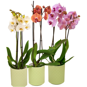 Orchideen Mix