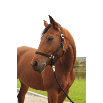 Halfter Nylon Hippo Schwarz Gr. 00