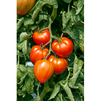 Gourmet Ochsenherztomate Fleurette