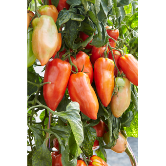 Tomate Gagliardo  10 cm