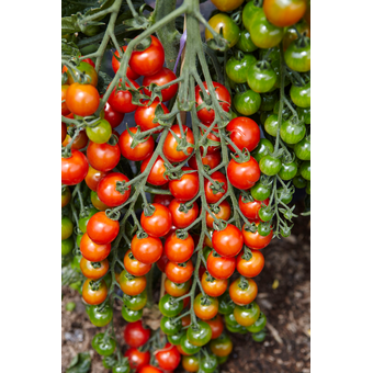 Gourmet Kirschtomate Pepe