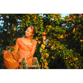 Prunus armeniaca - Marillenbaum »Ungarische Beste«