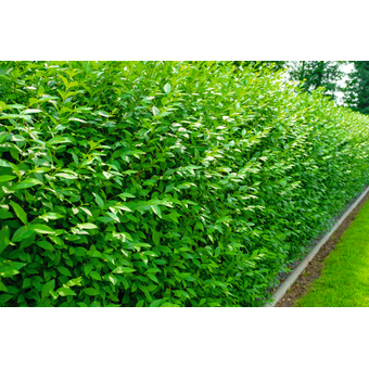 Ligustrum ovalifolium - Immergrüner Liguster 