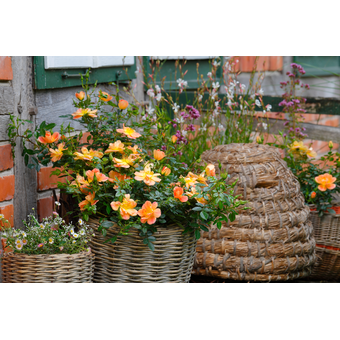 Bienenweide®-Rosen
