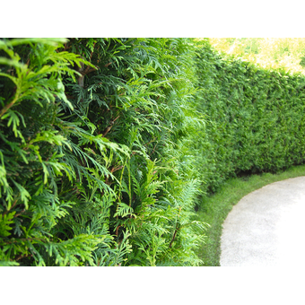 Thuja occidentalis »Brabant« (Heckenthuje)