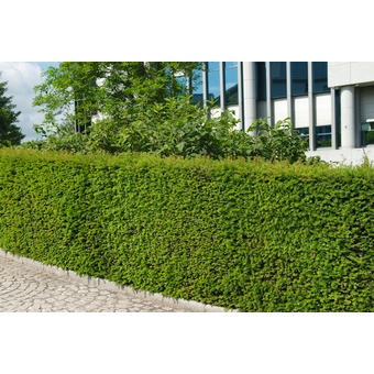 Taxus media »Hicksii« (Heckeneibe)