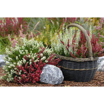 Calluna Beauty Lady Rot/Weiß 11 cm | © AdobeStock_25909118