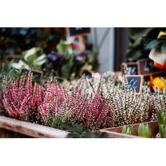 Calluna Beauty Lady Mix 11 cm | © AdobeStock_239560549